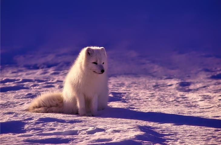 arctic travelers gift shop